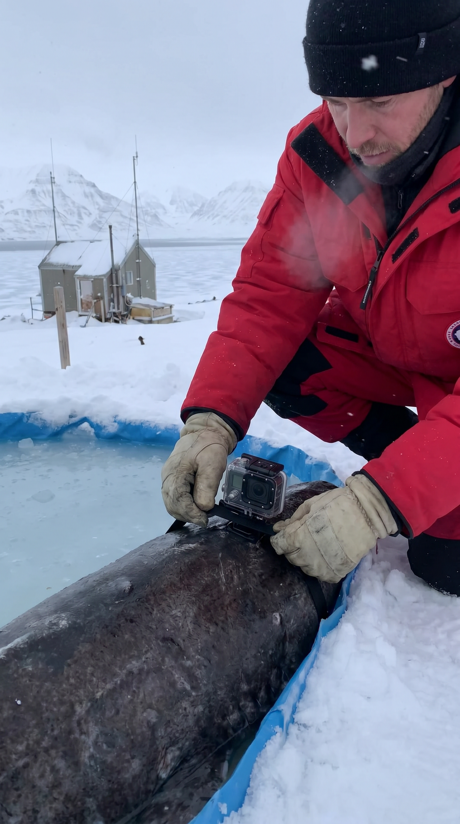 AI Design for Ultra realistic Arctic documentary footage at a remote Greenland research station beside a frozen fjord. A researcher wearing thick insulated gear carefully secures a compact waterproof action camera onto the dorsal area of a large Greenland shark resting in a shallow containment pool. Natural handheld camera movement captures close-up details of gloved hands tightening straps, frost crystals on equipment, shark skin texture, condensed breath in freezing air. Ambient sounds of wind, distant ice cracking, seabirds, sloshing water, radio chatter from scientists. The shark slowly moves as final safety checks are completed. The gate opens and the animal is released into dark Arctic water. Cinematic realism, dynamic shadows, volumetric sunlight through blowing snow, authentic documentary atmosphere, highly detailed environmental storytelling.