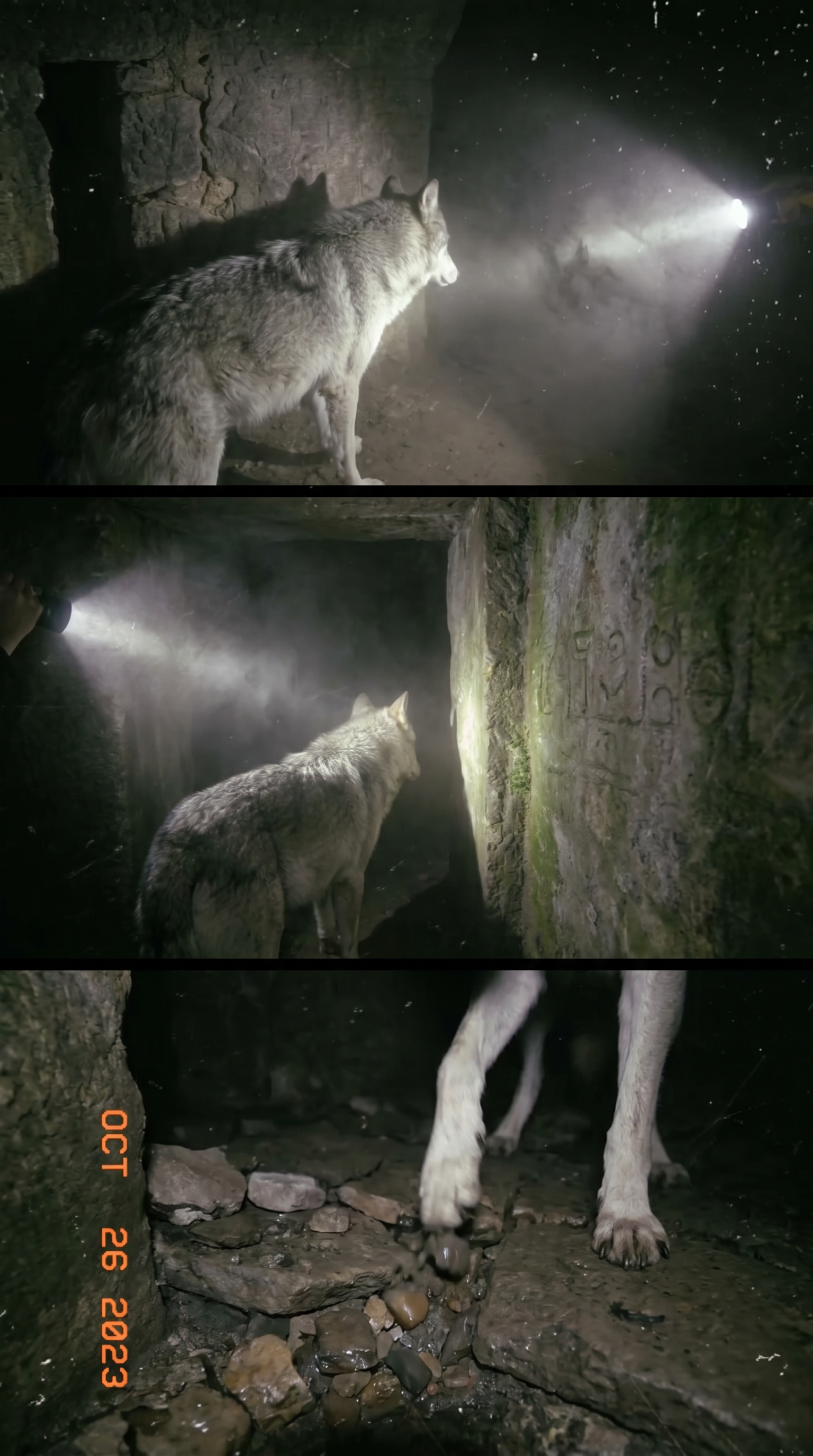 AI Design for Cinematic exploration footage. The wolf moves through increasingly ancient sections of the underground labyrinth. Wide-angle tracking shots reveal carved stone passages, collapsed corridors, and centuries-old masonry hidden beneath modern Paris. Dust particles float through flashlight beams. Small rocks shift under the wolf's paws. Camera glides around corners revealing mysterious symbols etched into walls. Environmental storytelling suggests forgotten history. Realistic moisture, dynamic shadows, atmospheric fog, and subtle suspenseful pacing. Every movement feels natural and physically accurate.
