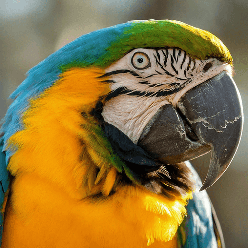 AI Design for parrot looking up right, close up , text PaRoot