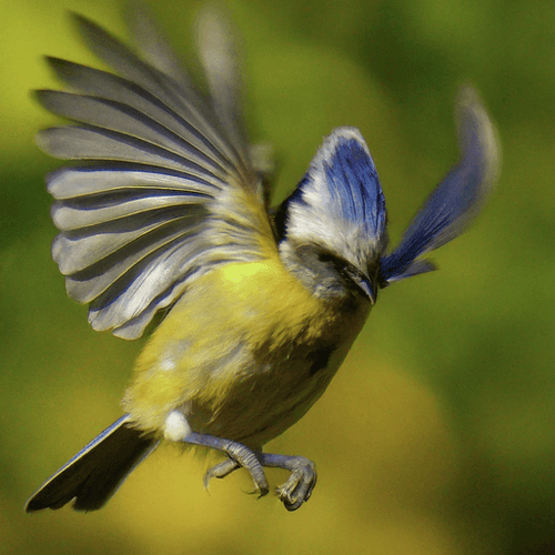 AI Design for bird dancing in the sun
