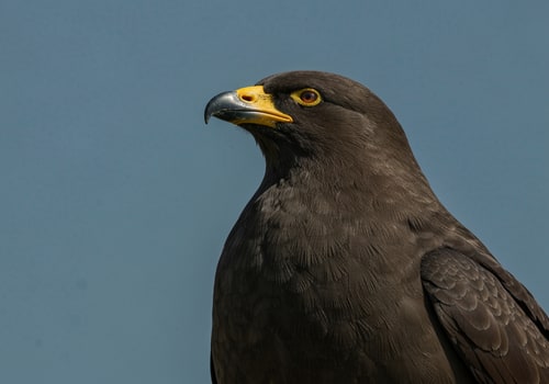 AI Design for Eagle Vision