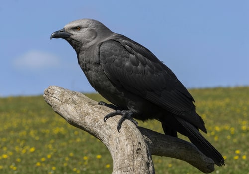 AI Design for Eagle Vision