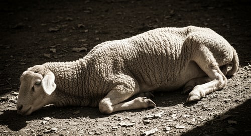 AI Design for make a picture of a  passover lamb laying on the ground slain