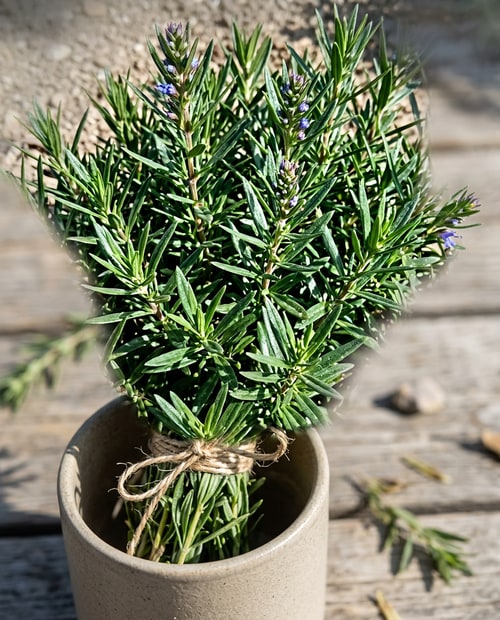 AI Design for make a small bunch of hyssop after this example