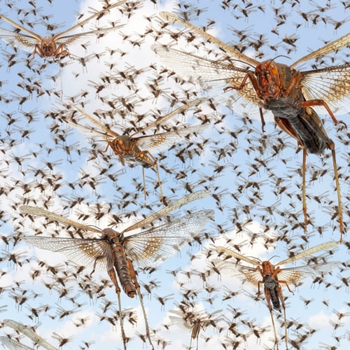 AI Design for create a picture like this of a sworn of locusts