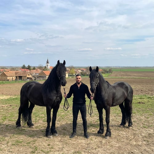 AI Design for Szerkeszd meg ezt a képet úgy hogy állok 2 freez ló mellet Magyország- Komádi városában sokkal távolabbról legyen fotózva