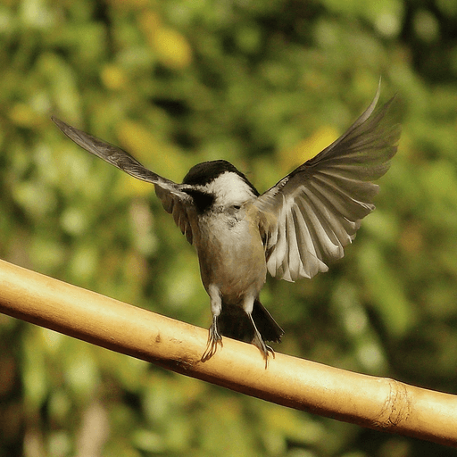  bird dancing in the sun