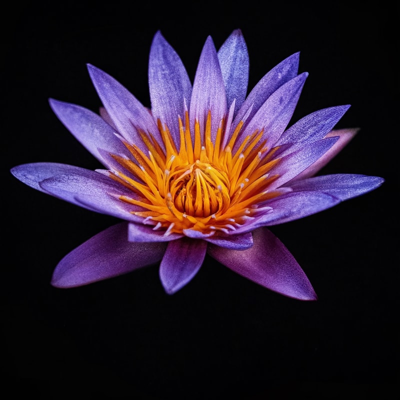 Add more lotus flower details, and change poses of the bear.